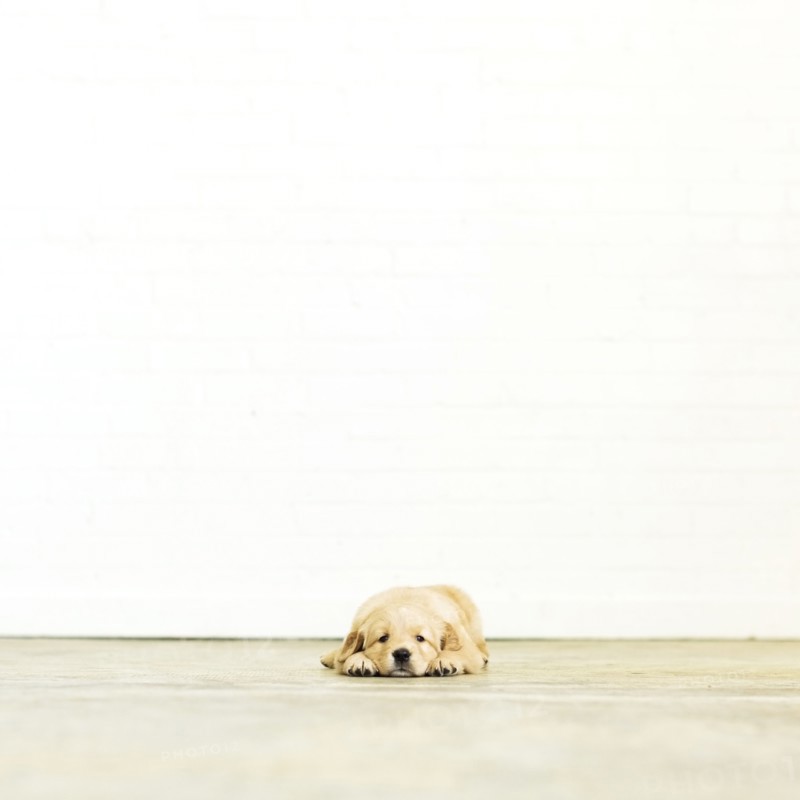 Portrait of puppy lying down on wooden floor