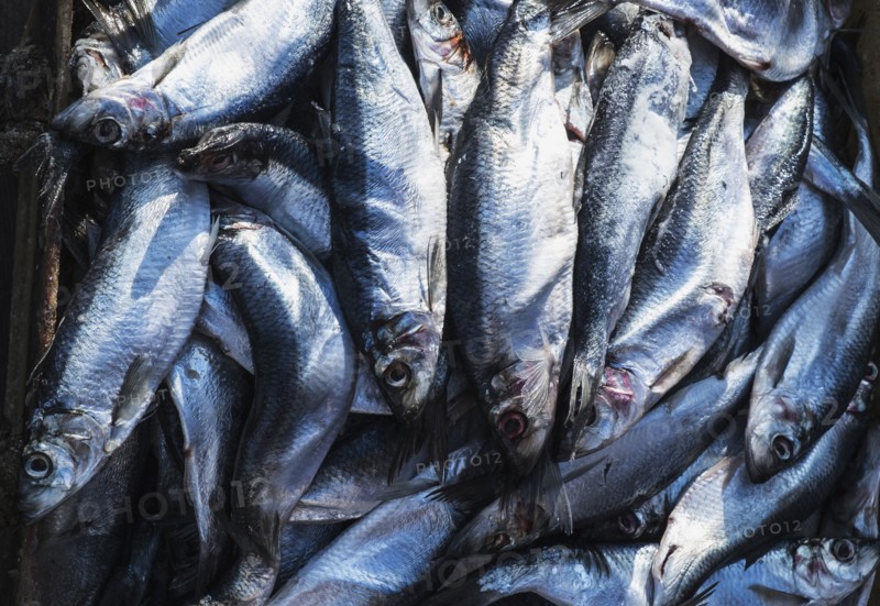 Fresh fish on dock
