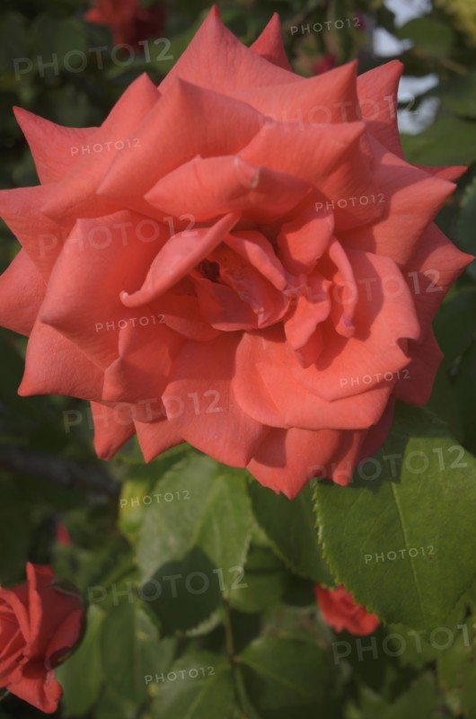Close-up of red rose flower