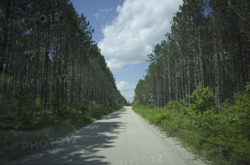 View of empty dirty road amidst forest