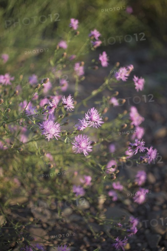 Close-up of uncultivated purple flowers