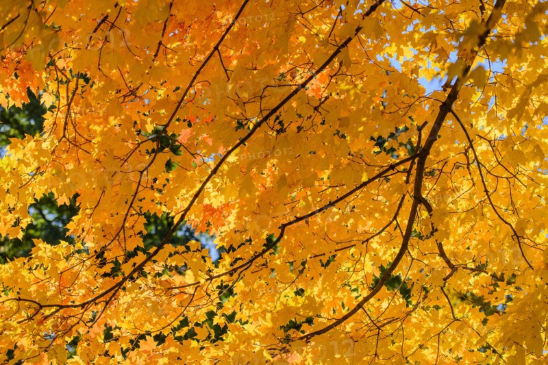 Autumn leaves. Central Park, New York, New York State, USA.