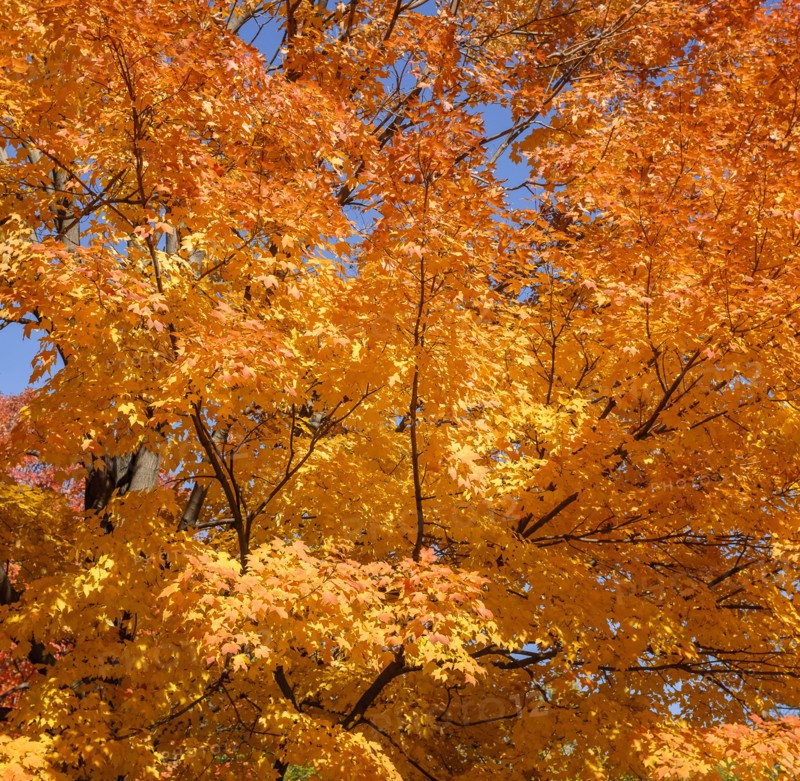 Tree with autumn leaves. Central Park, New York, New York State, USA.
