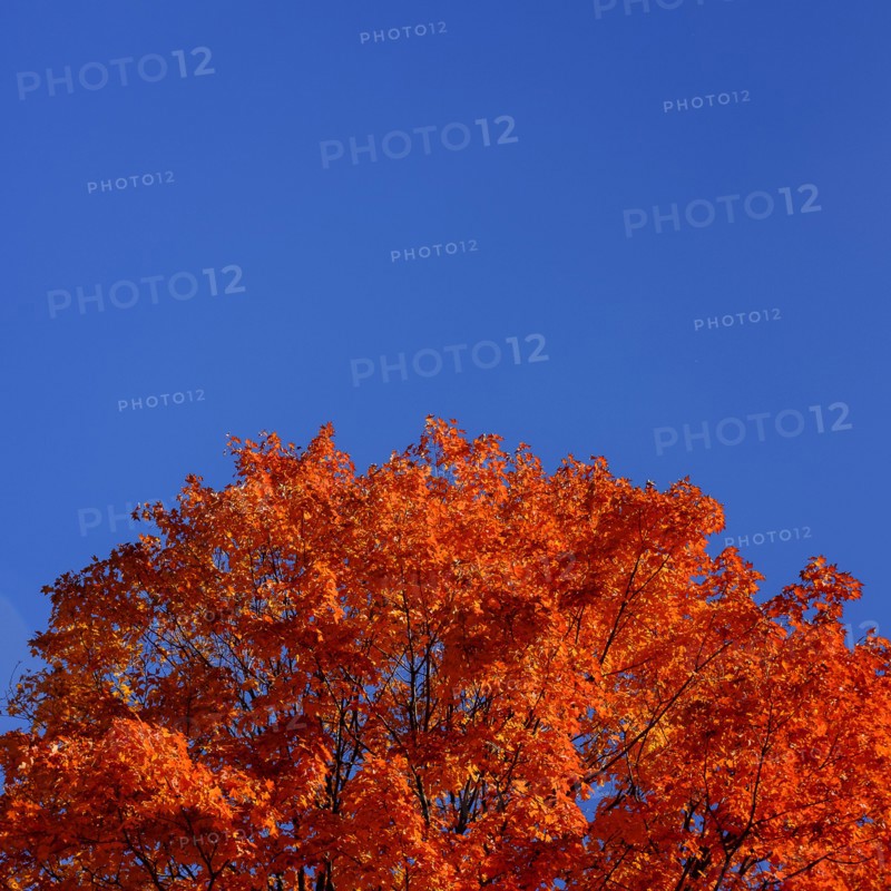 Tree against blue sky. Central Park, New York, New York State, USA.