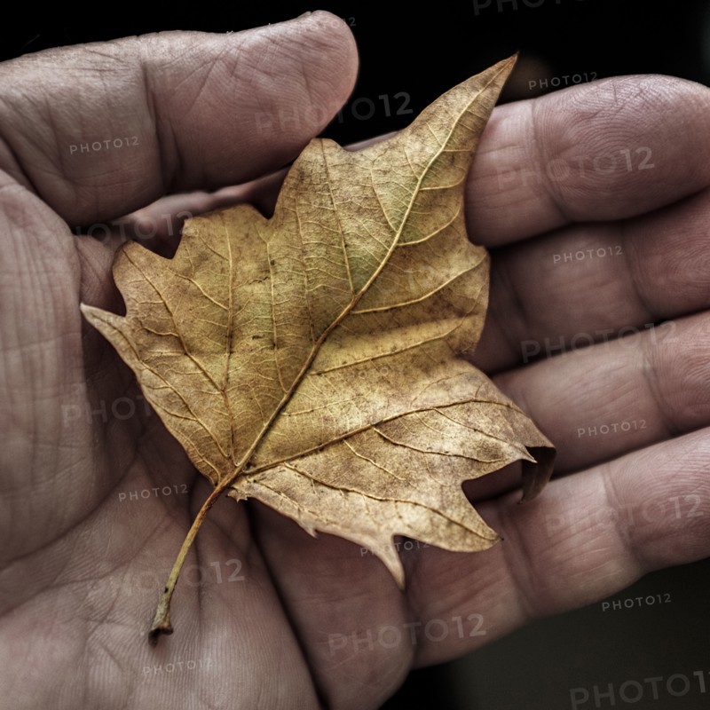 Dry leaf in man's hand.