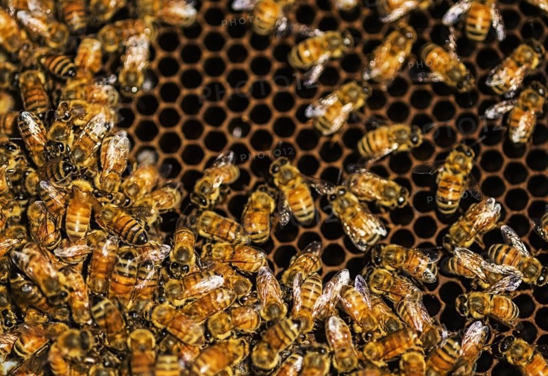Close-up of bees on honeycomb