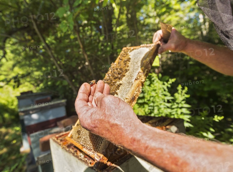 Hope, Beekeeper holding honeycomb