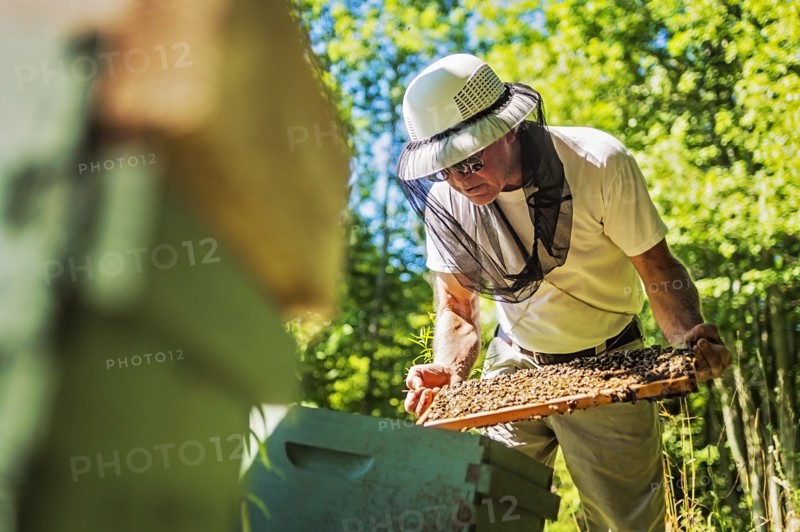 Hope, Beekeeper holding honeycomb