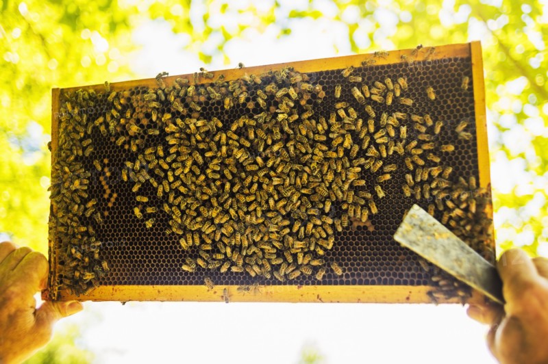 Beekeeper holding honeycomb