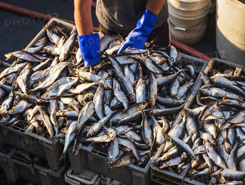 Man positioning fish