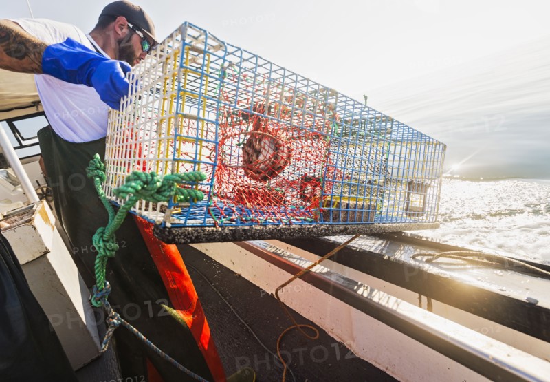 Fisherman throwing lobster trap