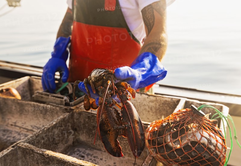 Fisherman holding lobster