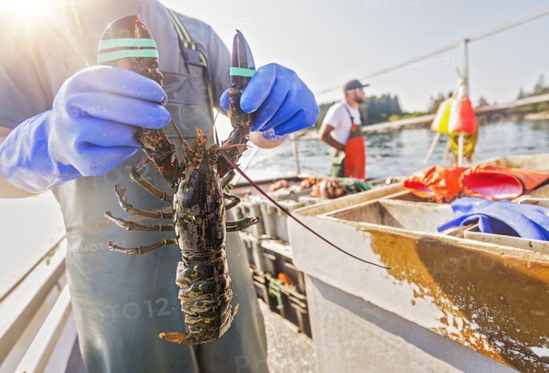 Man showing lobster with fisherman in background