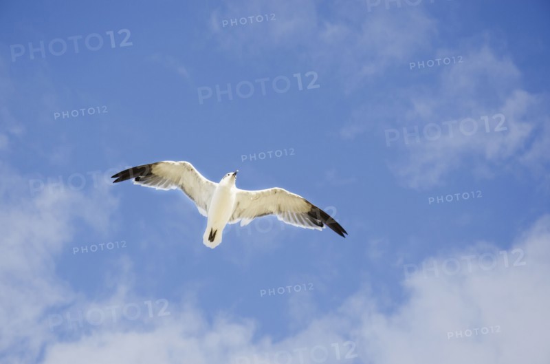 Seagull flying against cloudy sky