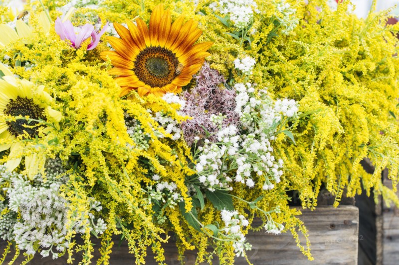 Yellow flowers in bloom