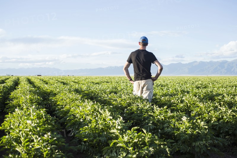 Rear view of mature man standing in field