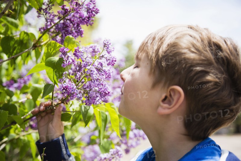 Portrait of boy (6-7) smelling flowers