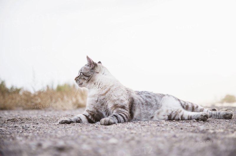 Portrait of cat lying down