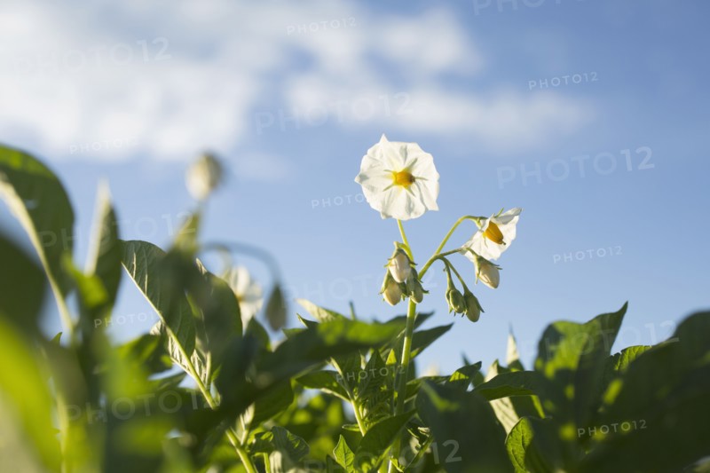 Close up of white flowers