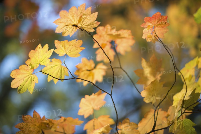 Close-up of yellow leaves