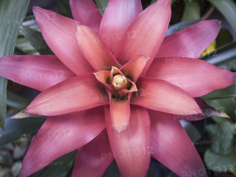 Exotic pink flower