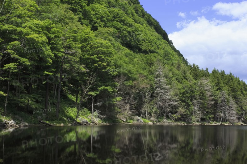 Forest covering mountain reflected in lake
