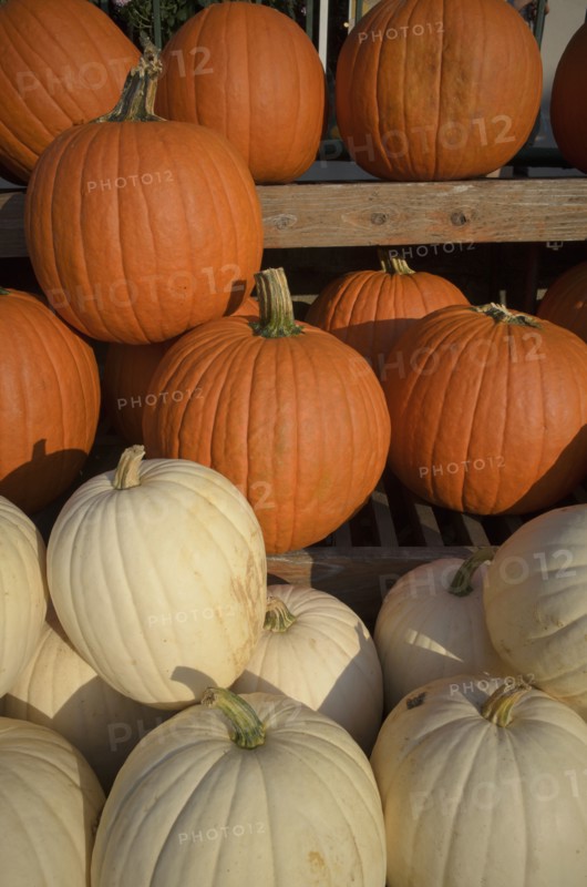 Orange and yellow pumpkin on display