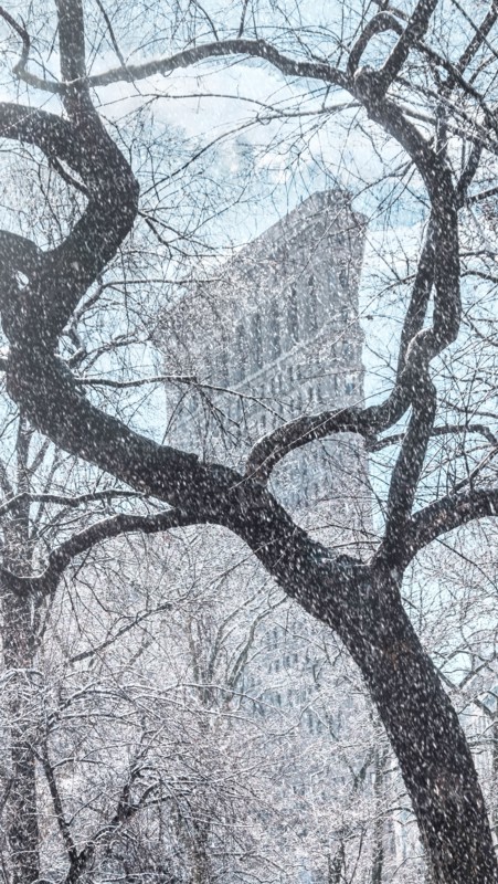 Tree with Flatiron Building in background. New York City, New York, USA.
