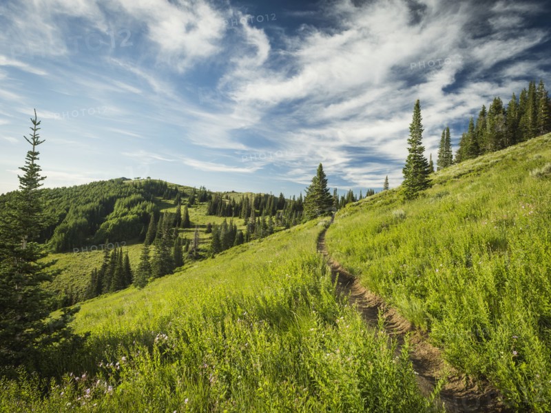 Footpath through meadow