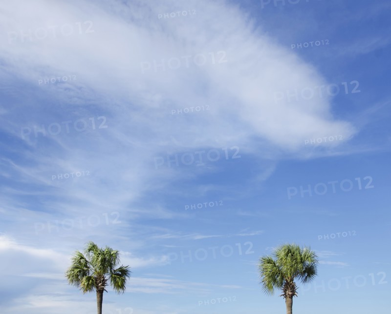Palm trees against cloudy sky