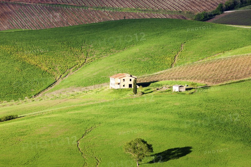 Green rolling landscape with farmhouse