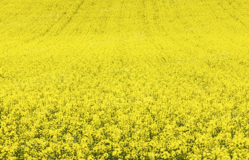 Yellow canola field