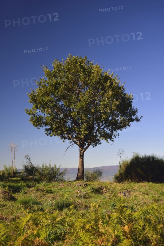 Green tree growing on Mt Etna