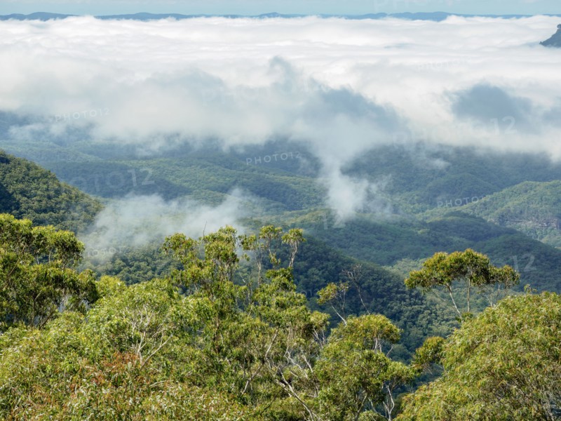 Elevated view of forest in fog