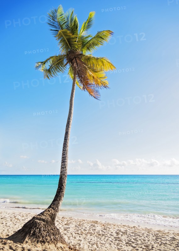 Dominican Republic, Palm tree growing in sandy beach