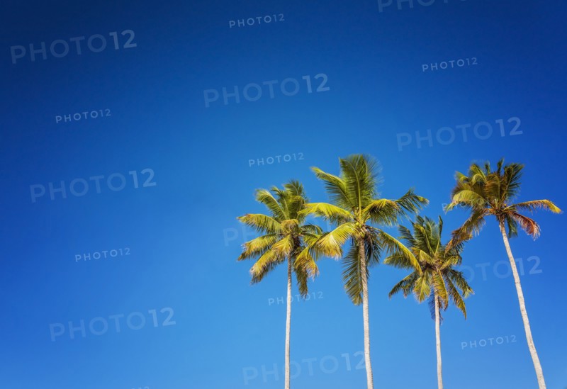 Palm trees against clear sky