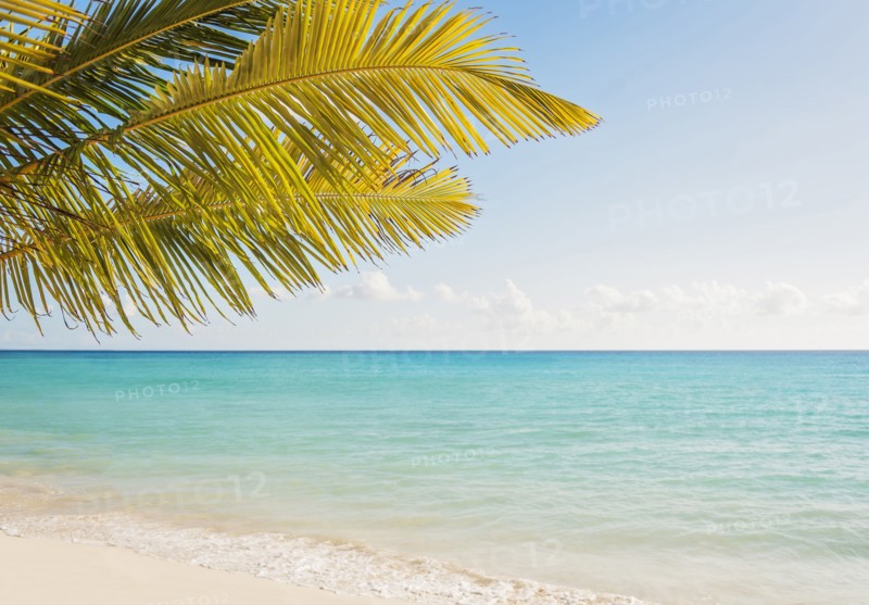 Palm tree growing in sandy beach