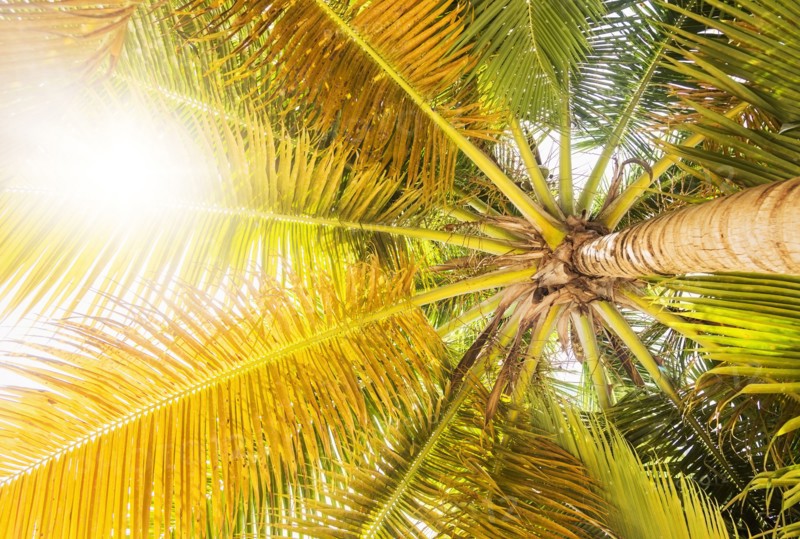 Low angle view of palm tree
