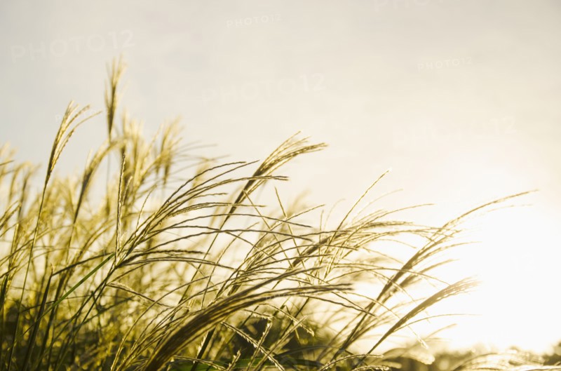Close-up of marram grass in sunlight