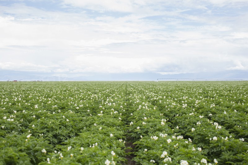 Rows of flowering potato plants