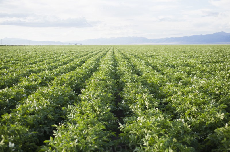 Field with rows of potato plants
