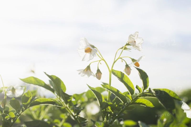 Close-up of flowering potato plant