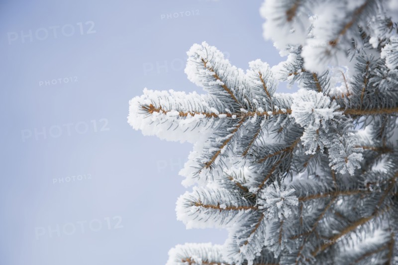 Close-up of pine twigs covered with snow