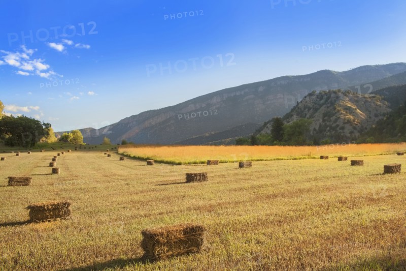 Bales of hay drying on fields