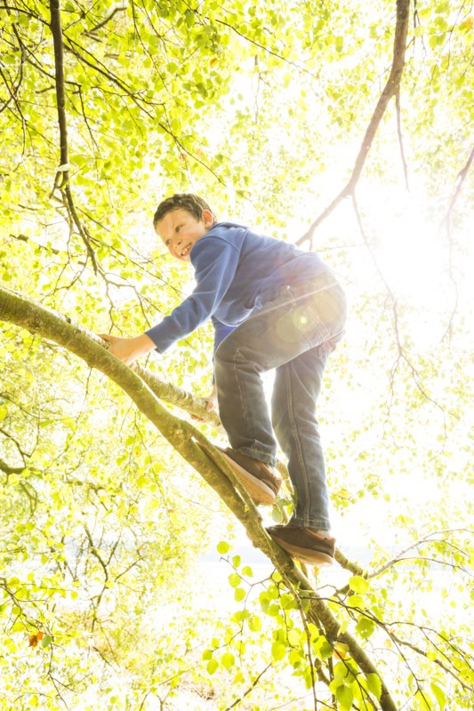 Boy (6-7) climbing branch