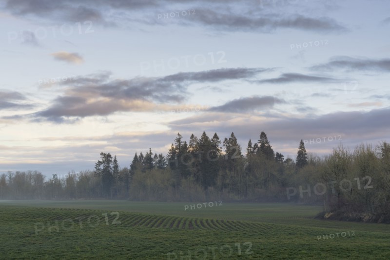 Fog over meadow with forest in background