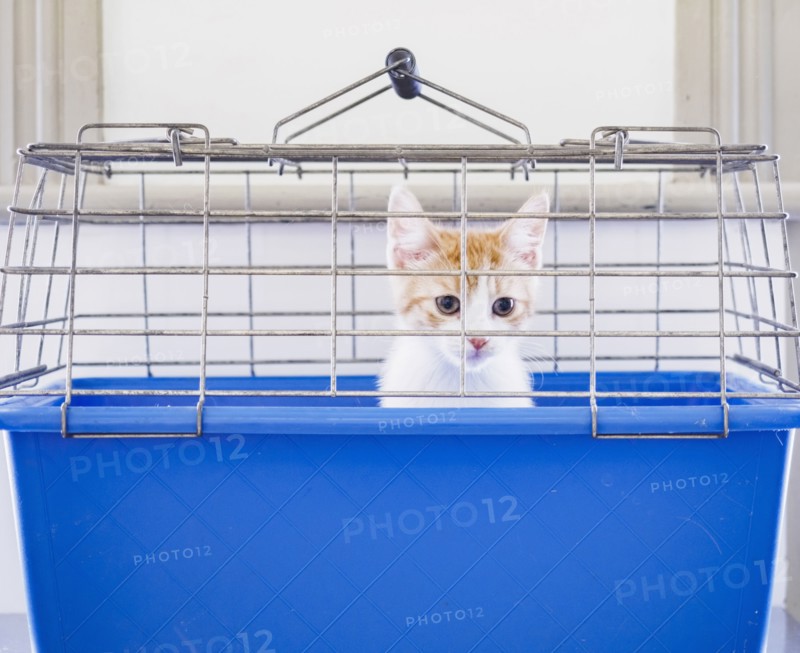 Portrait of kitten in cage