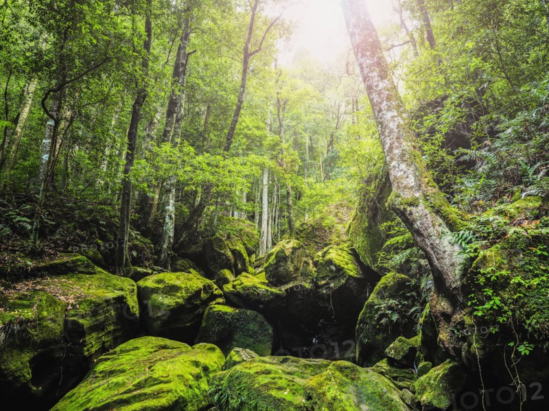 Rocks covered in moss in forest