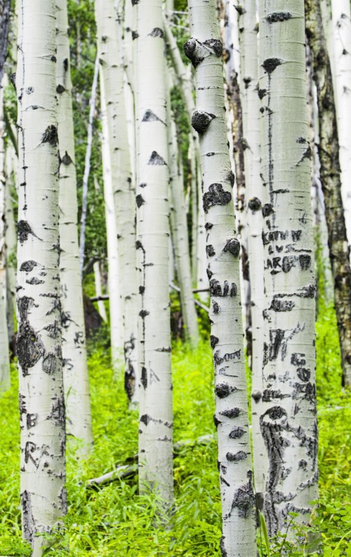 Trunks of aspen trees