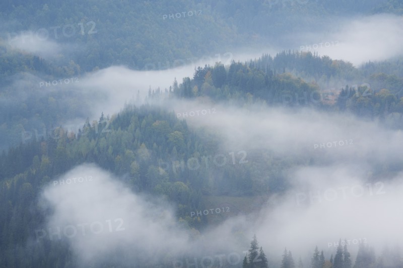 Landscape with forest in fog
